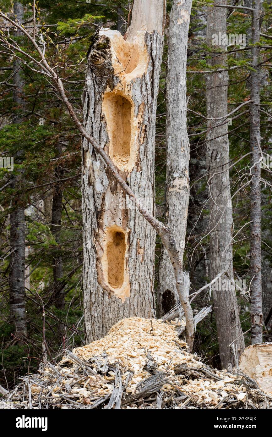 Dead tree, dead trees, dead trees, dead tree dug by pileated woodpecker looking for ants, Dryocopus pileatus, Forillon national park, Quebec, Canada Stock Photo