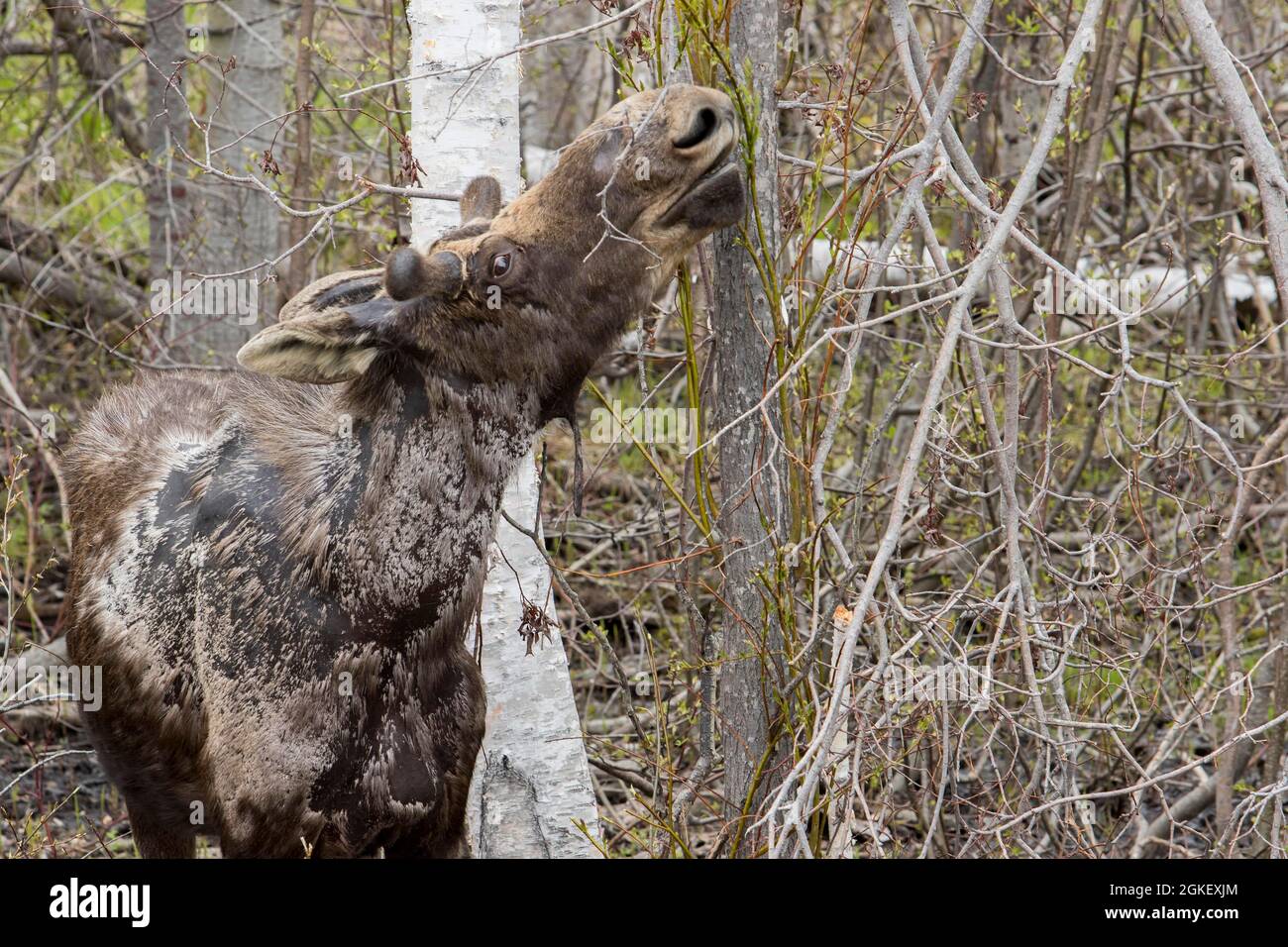 Americanus, americana, American moose, American moose (Alces alces), moose, elk, deer, deer, hoofed animals, even-toed ungulates, mammals, Animals Stock Photo