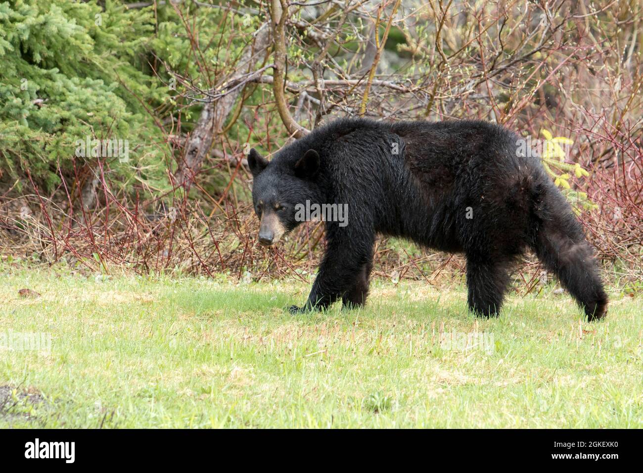 American Black Bear, black bear, bears, predators, mammals, animals