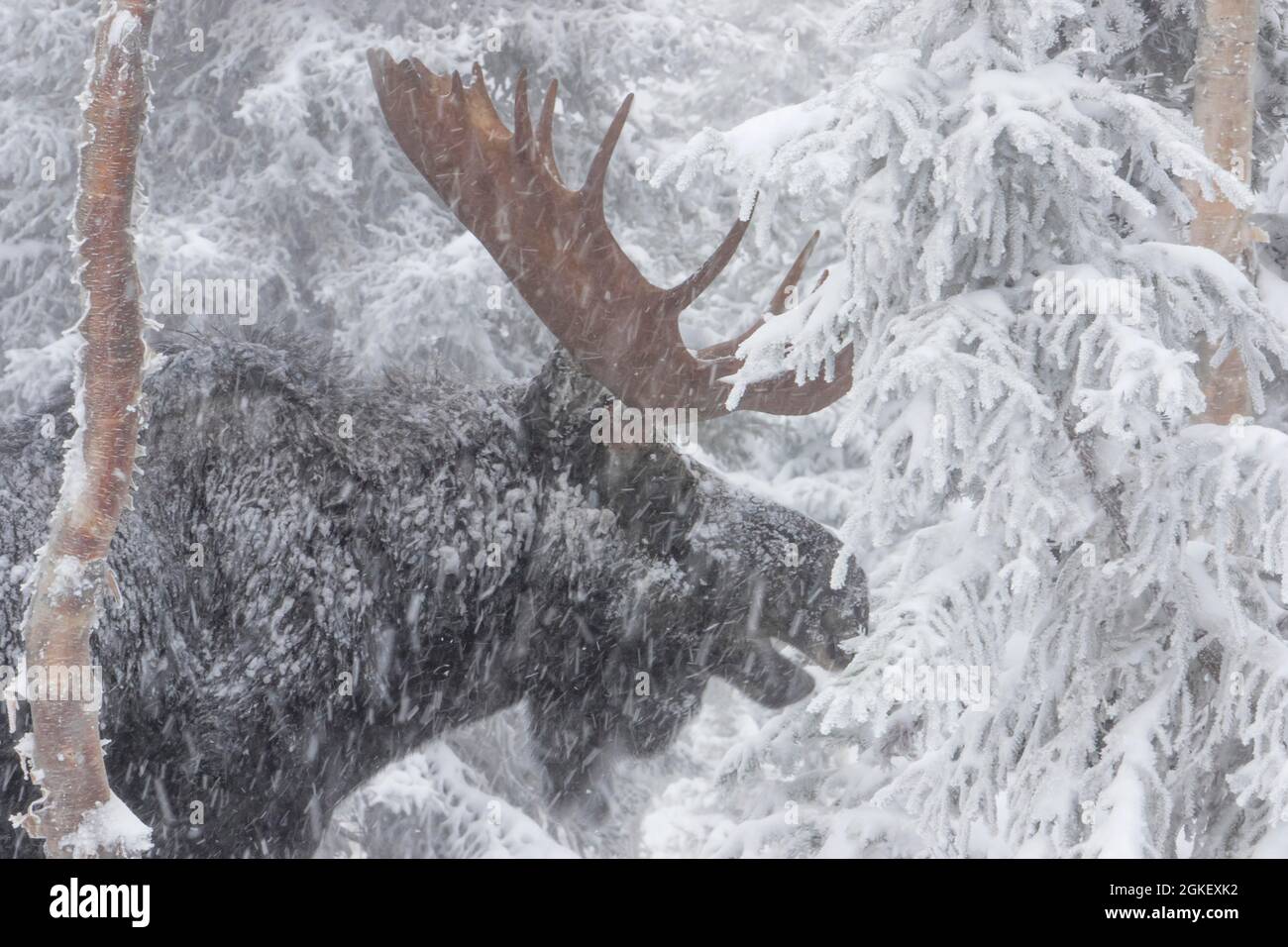 Elk, moose, deer, ungulates, even-toed ungulates, mammals, animals, Dominamt bull moss under snowstorm, Gaspesie national park, Quebec, Canada Stock Photo