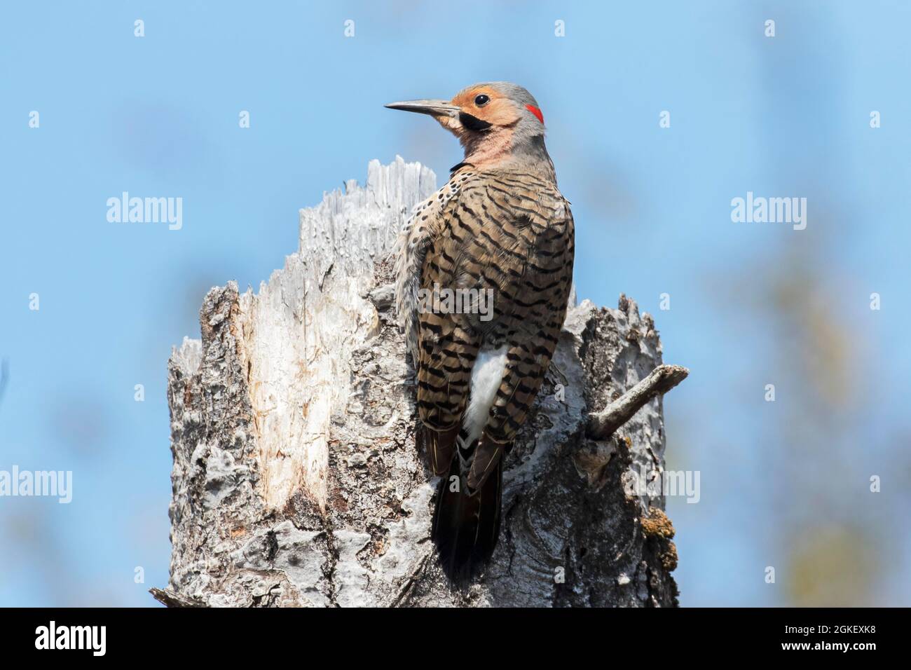 Northern flicker at the top of a dead tree (Colaptes auratus), Forillon National Park, Quebec, Canada Stock Photo