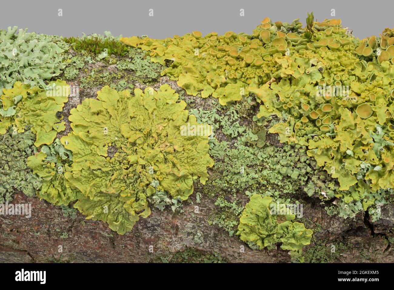 Wall yellow lichen (Xanthoria parietina) (Physia adscendens), helmet callosity, Geo-Naturpark Frau-Holle-Land, Hesse, Germany Stock Photo