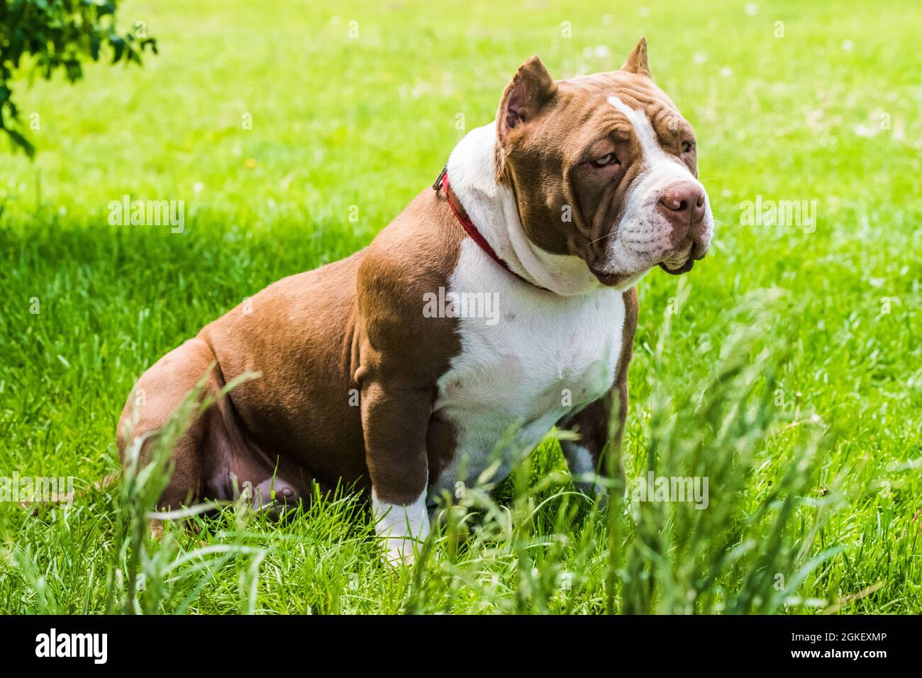 American bully chocolate sales