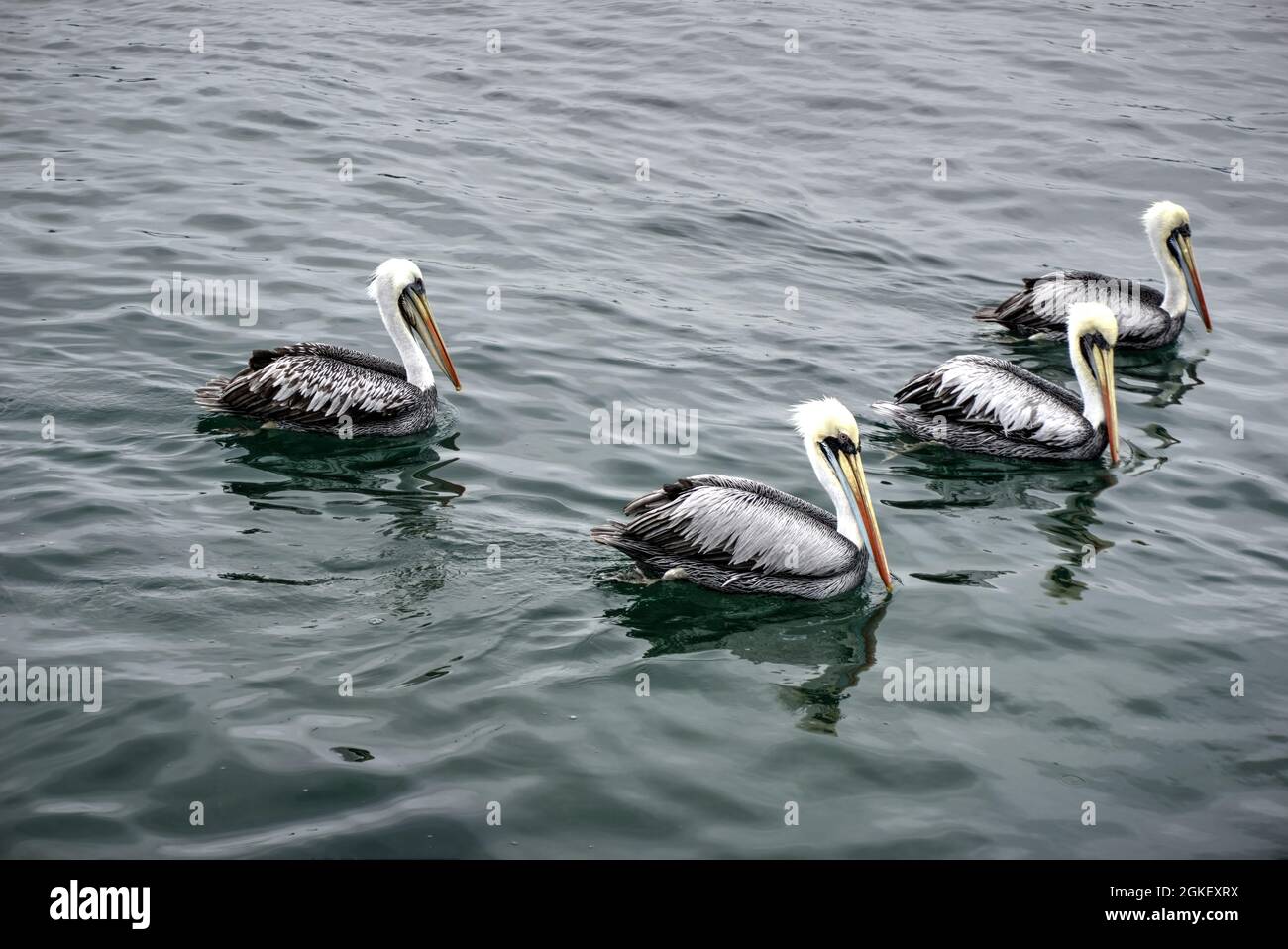 El Dorado, Chimbote, Peru - July 30, 2021: Four herons swimming on sea Stock Photo