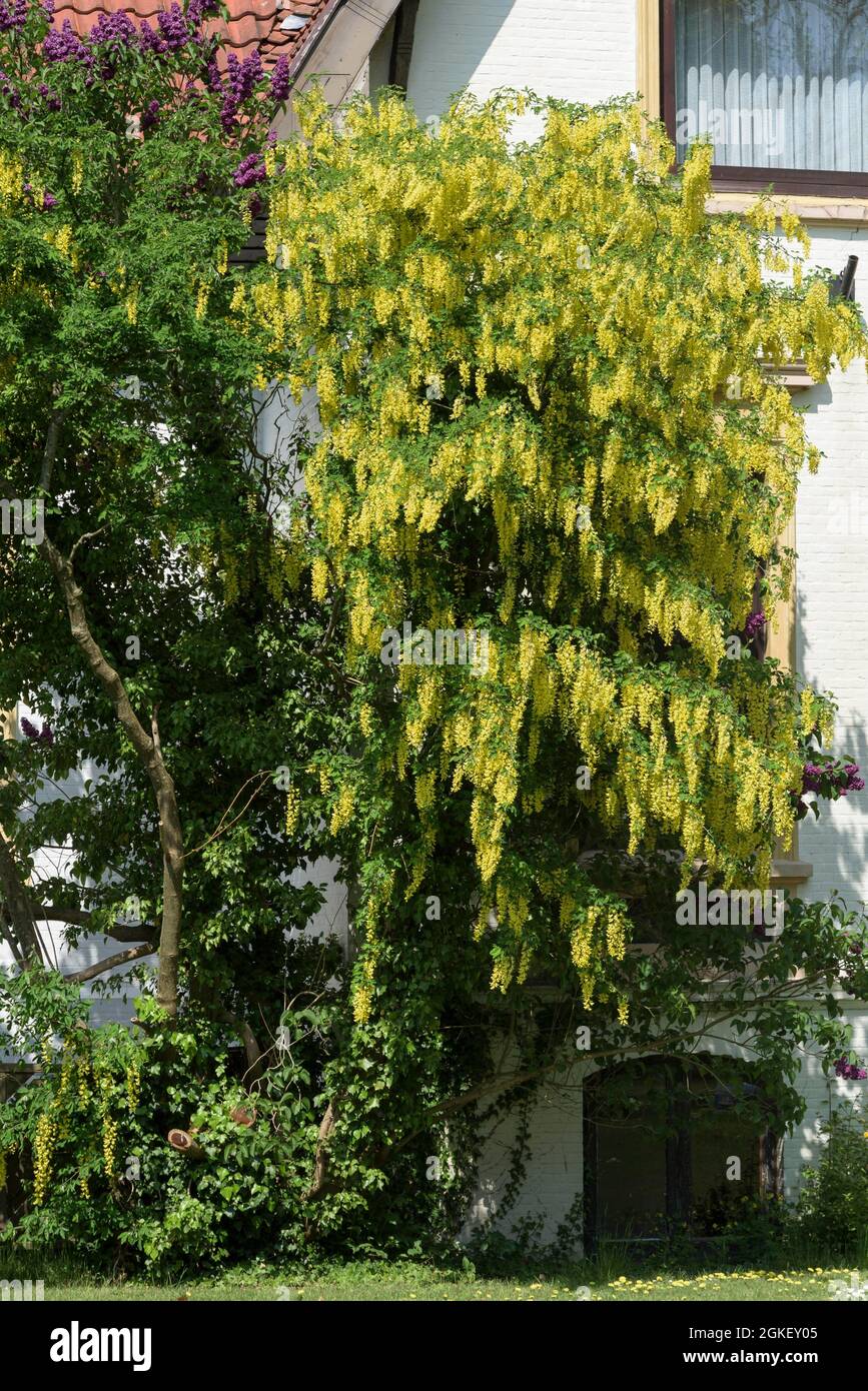 Golden rain, bean tree, Golden chain (Laburnum) gold fever Stock Photo