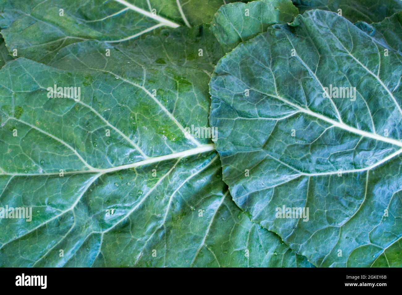 Looking down on a pile of scattered green Lacinato kale / cavolo nero Stock Photo