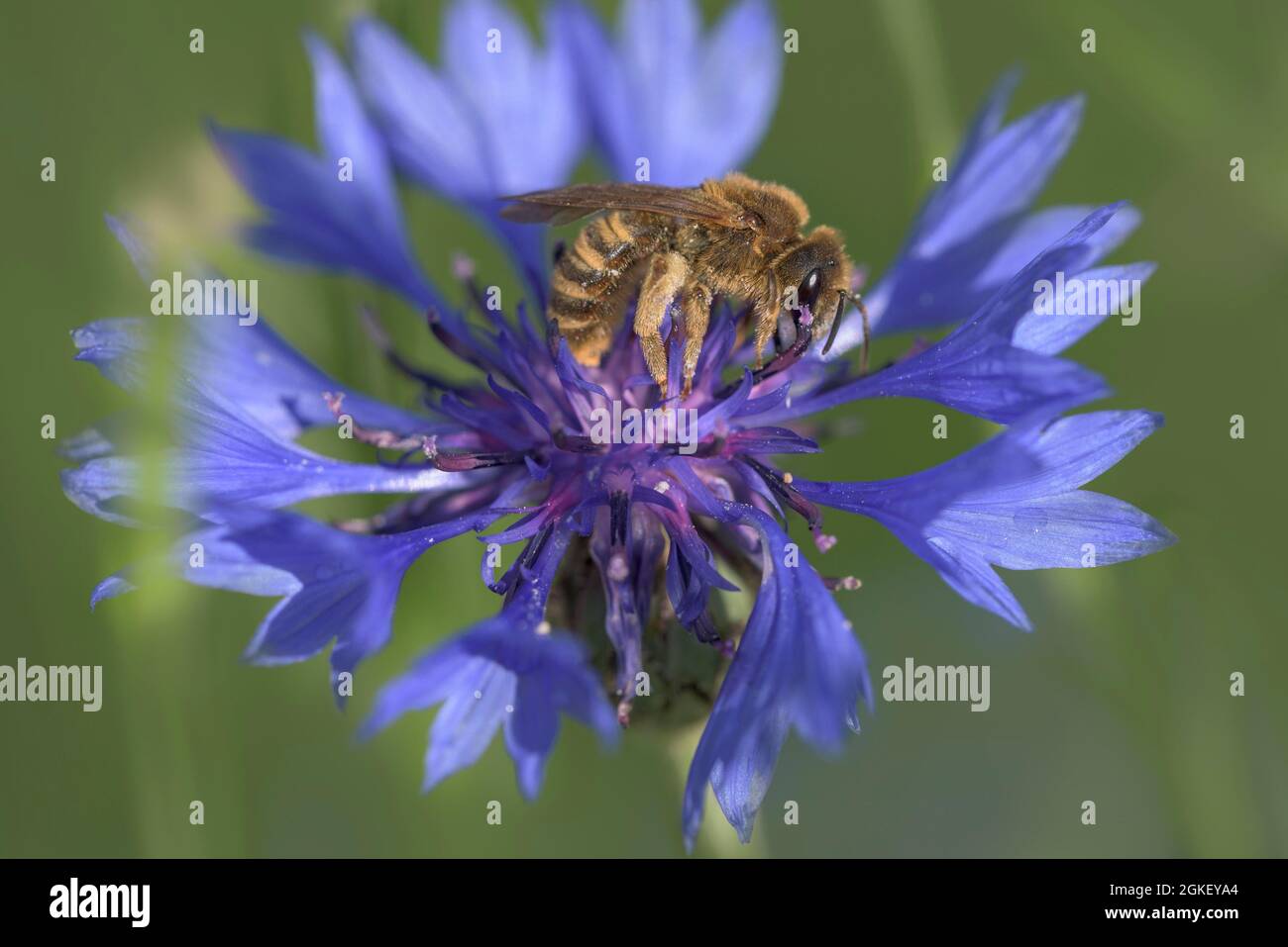 Sweat Bee (Halictus scabiosae), Cornflower (Cyanus segetum) nature park Park Frau-Holle-Land, Lower Saxony, Germany Stock Photo
