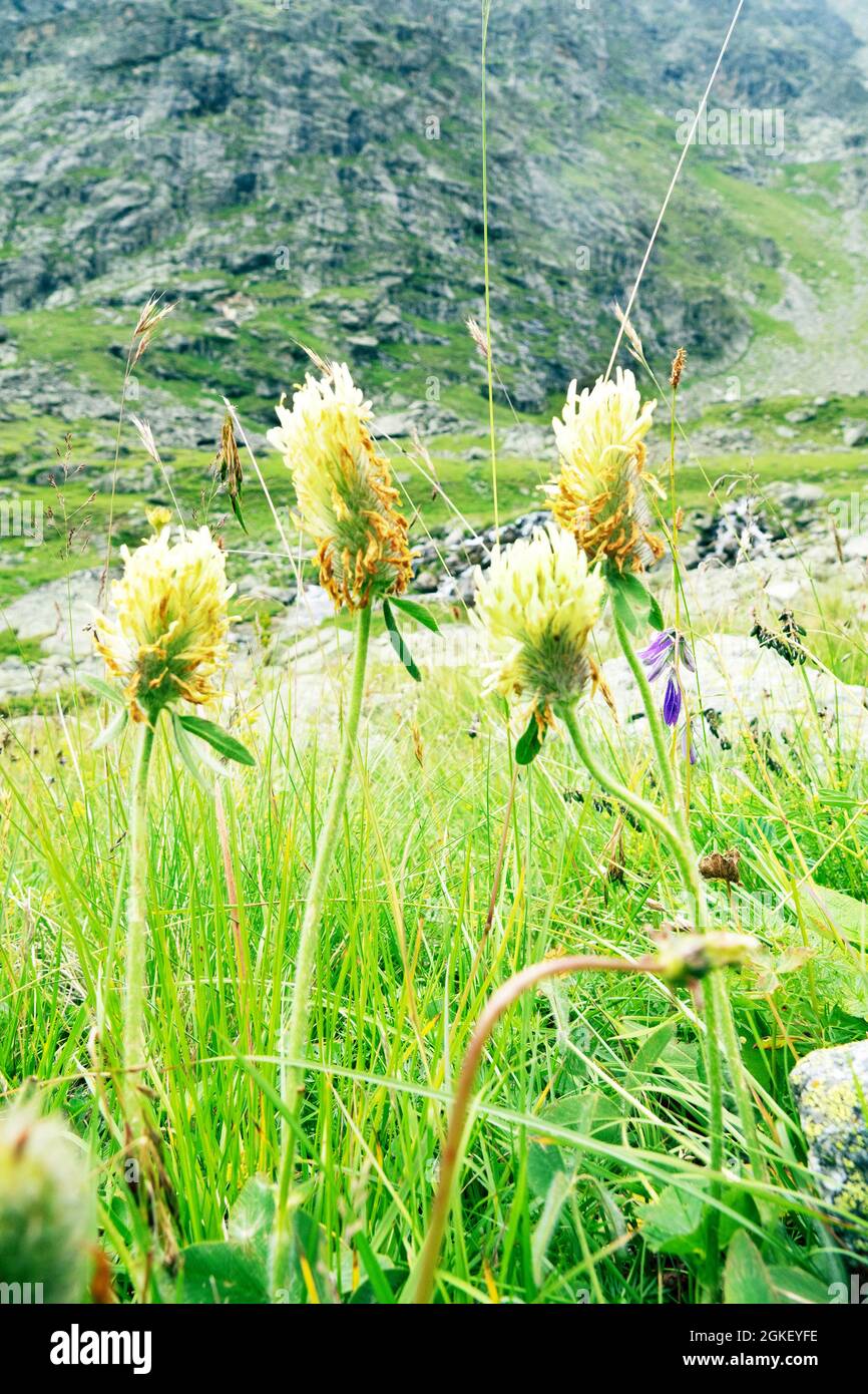 Defloration hi-res stock photography and images - Alamy