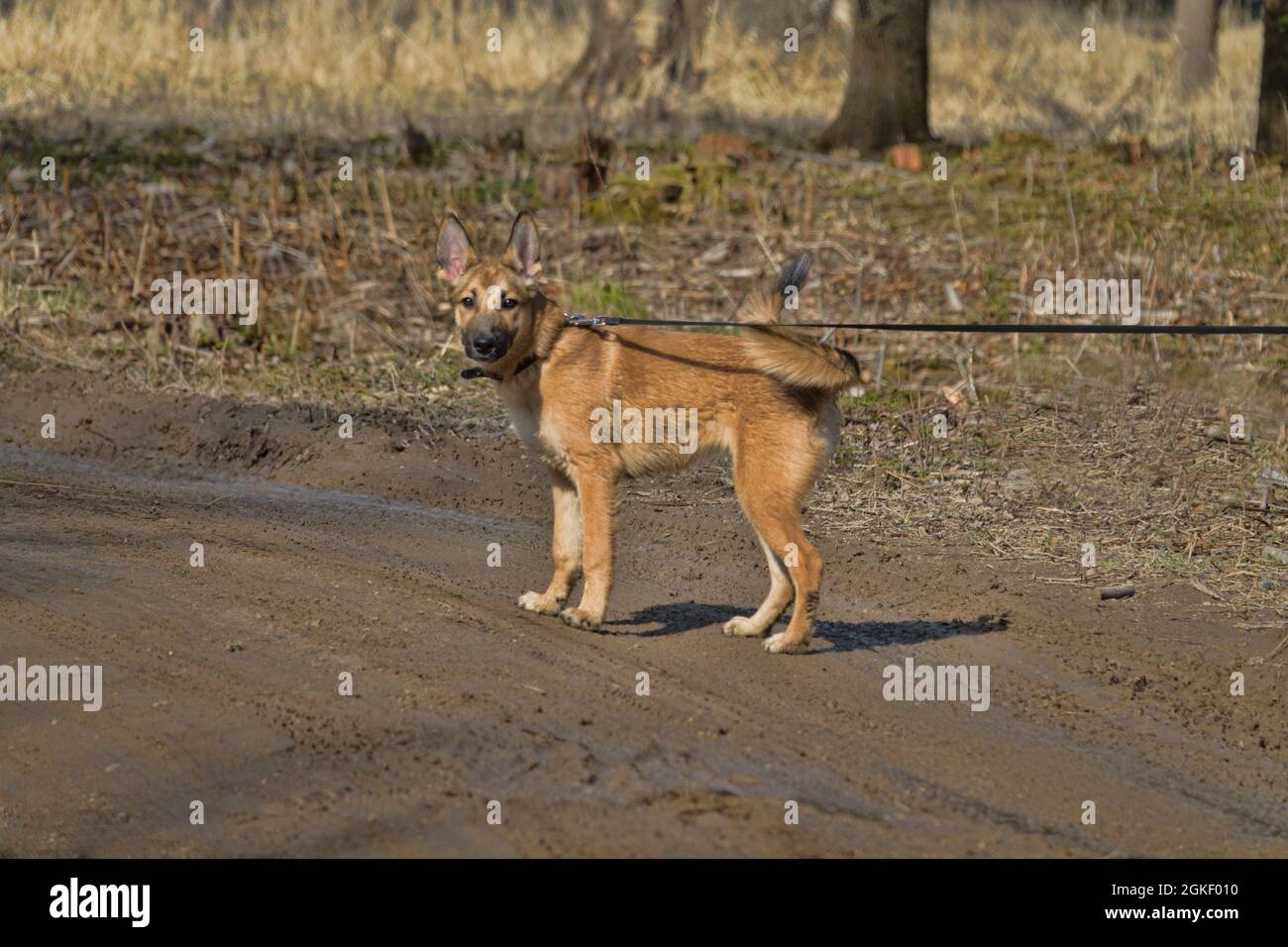 Young Karelian Bear Dog (laika) Stock Photo