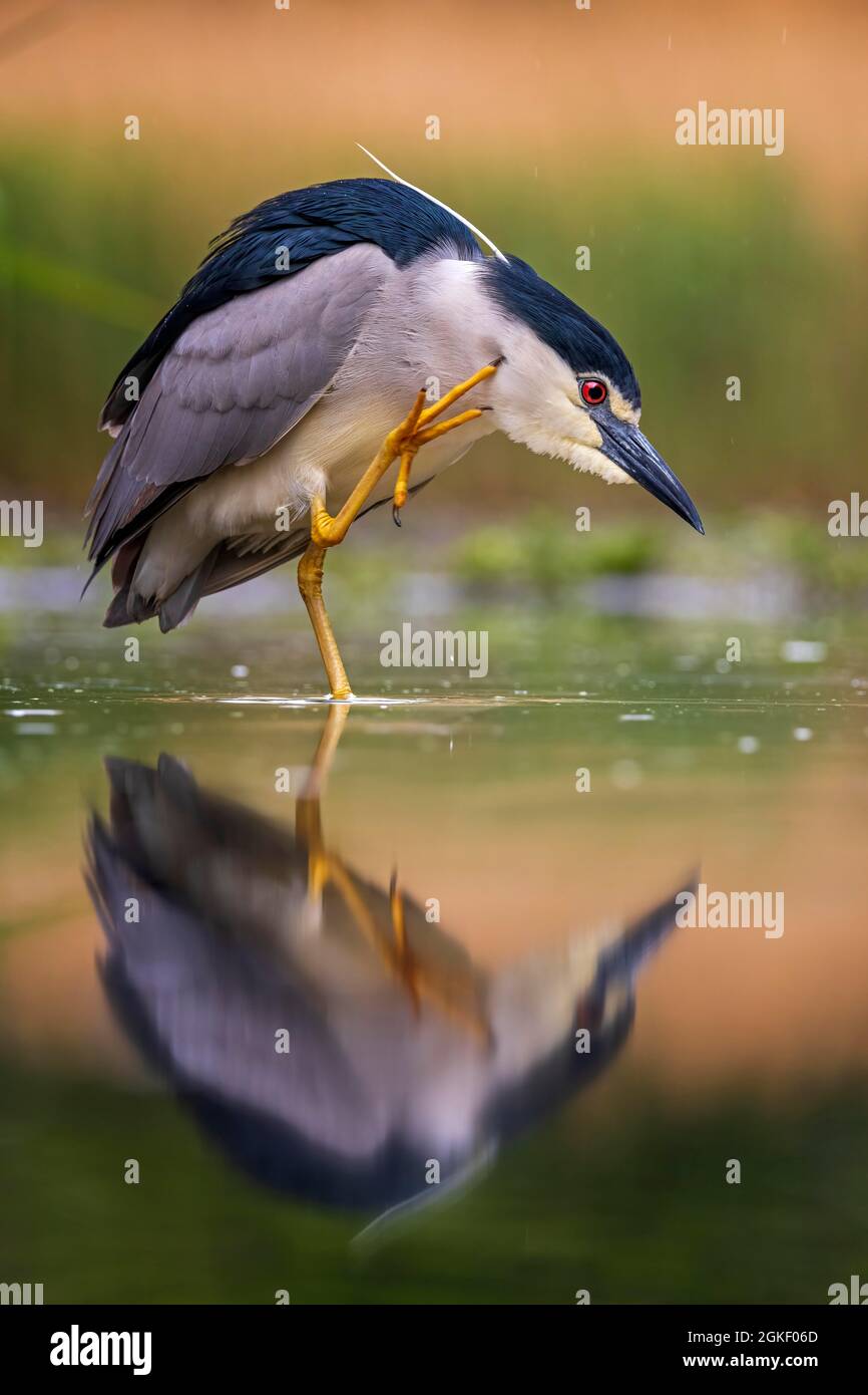 Black-crowned night heron (Nycticorax nycticorax) grooming its feathers, scratching its head, Kiskunsag National Park, Hungary Stock Photo