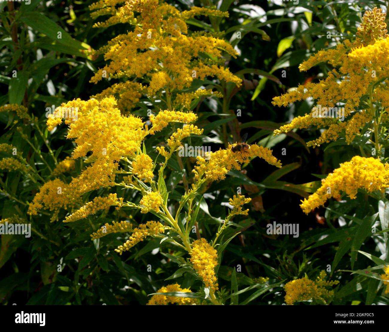 Goldenrod flowers close-up being visited by honey bee Stock Photo