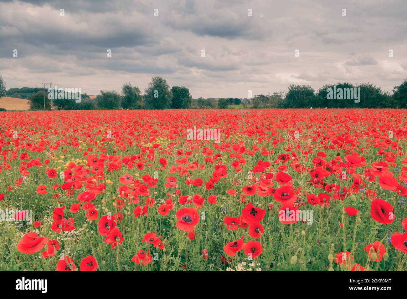 Poppy field with beautiful red poppies and flowers in a summer meadow ...