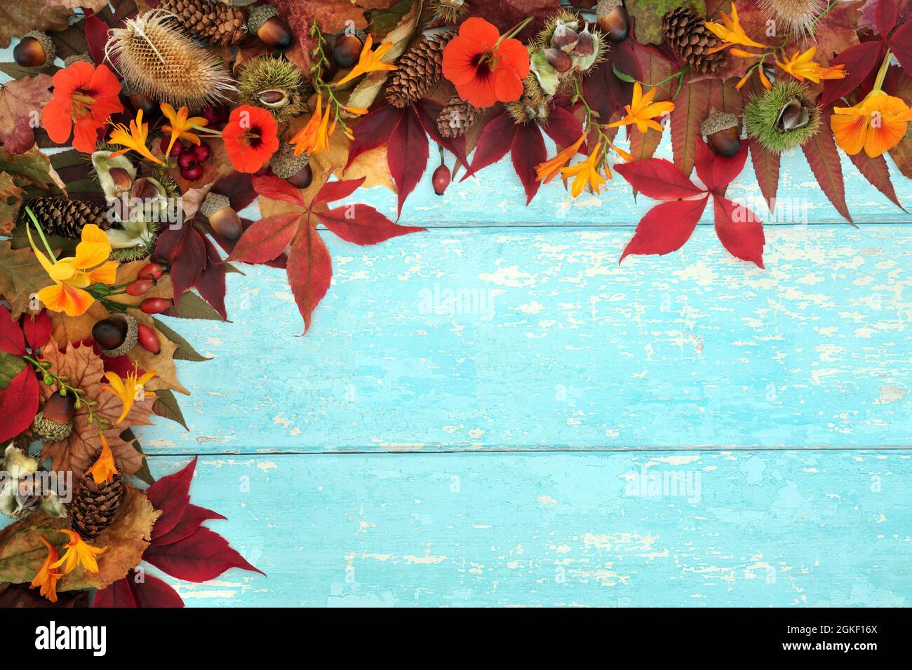 Autumn harvest abundance concept with European flora and fauna Natural Fall and Thanksgiving background border on rustic blue wood. Stock Photo