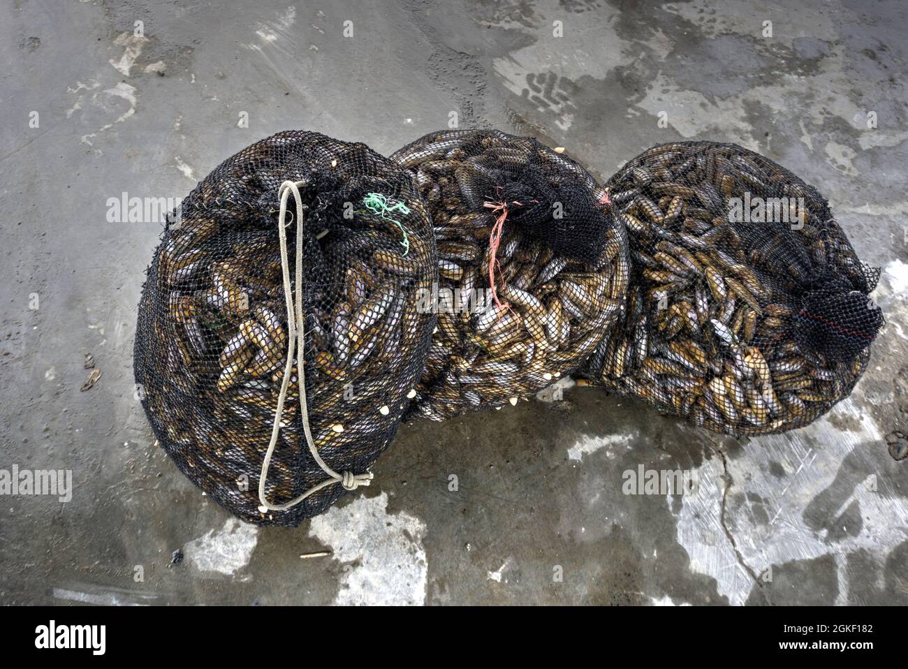 El Dorado, Chimbote, Peru - July 30, 2021: Three fishing nets full of shellfish on dockside Stock Photo