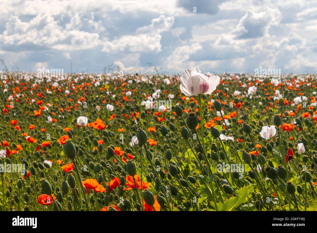 poppy field - white and red blooming poppy flowers, a sunny summer day Stock Photo