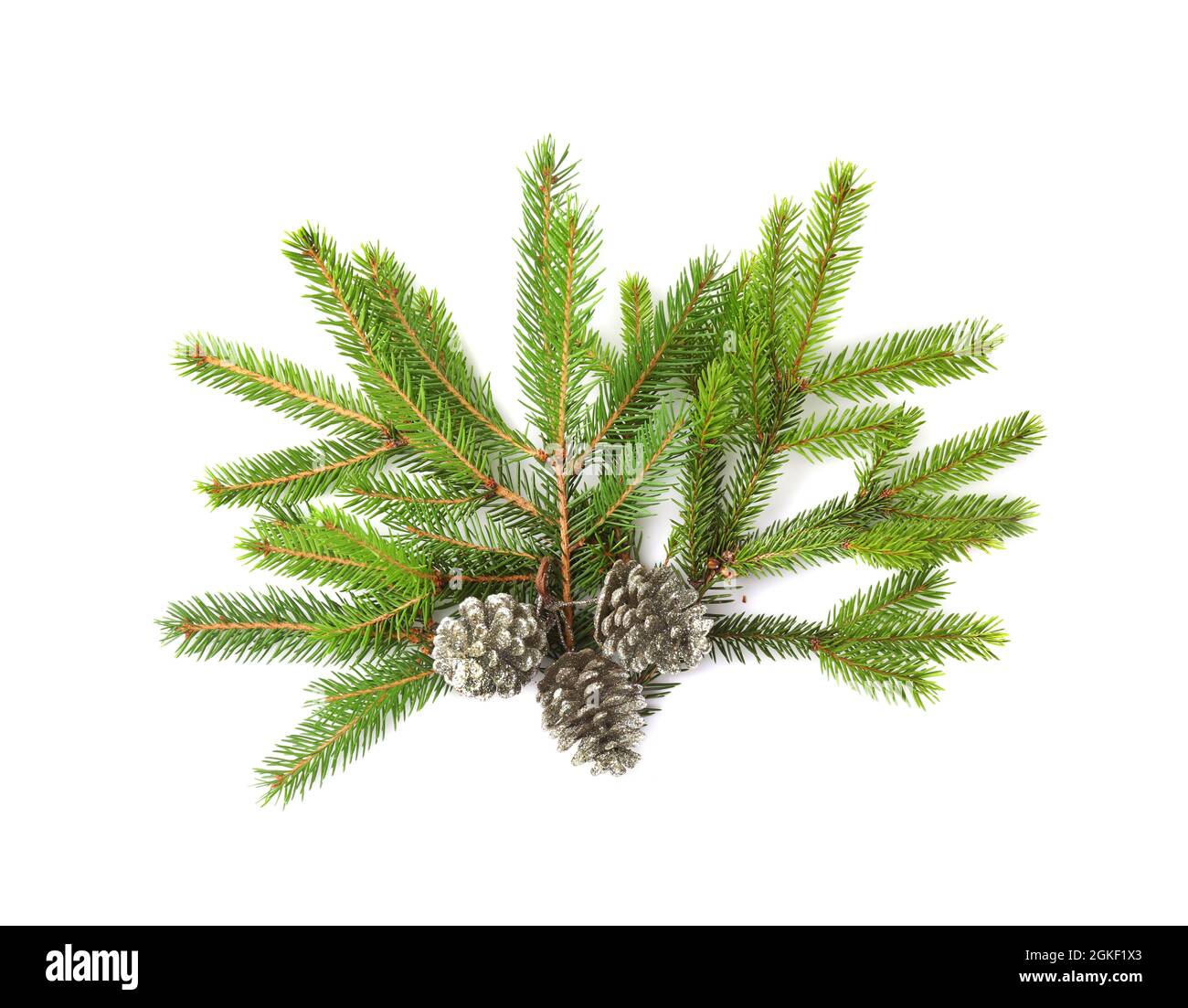 Branches of fir tree and cones on white background Stock Photo - Alamy