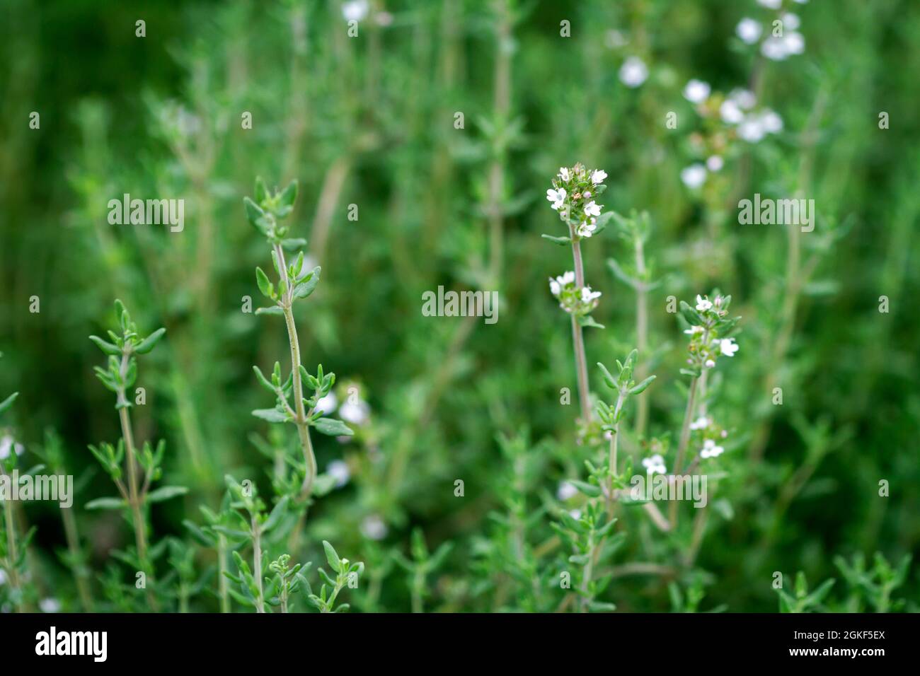 Fresh thyme herbs -thymus vulgaris - growing in garden Stock Photo