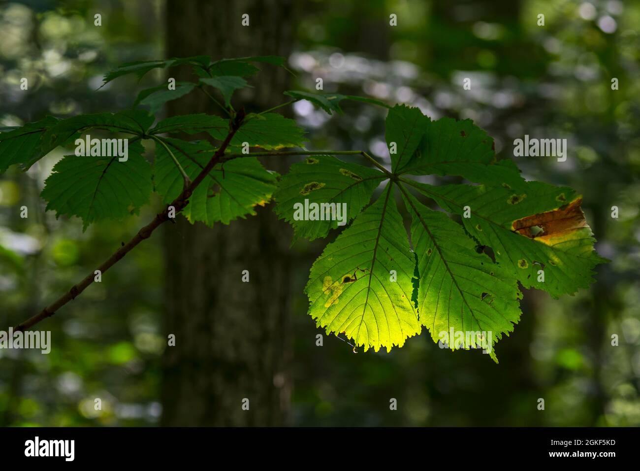 Sun shining through leaf of European horsechestnut / horse chestnut / conker tree (Aesculus hippocastanum) in late summer in broadleaf forest Stock Photo