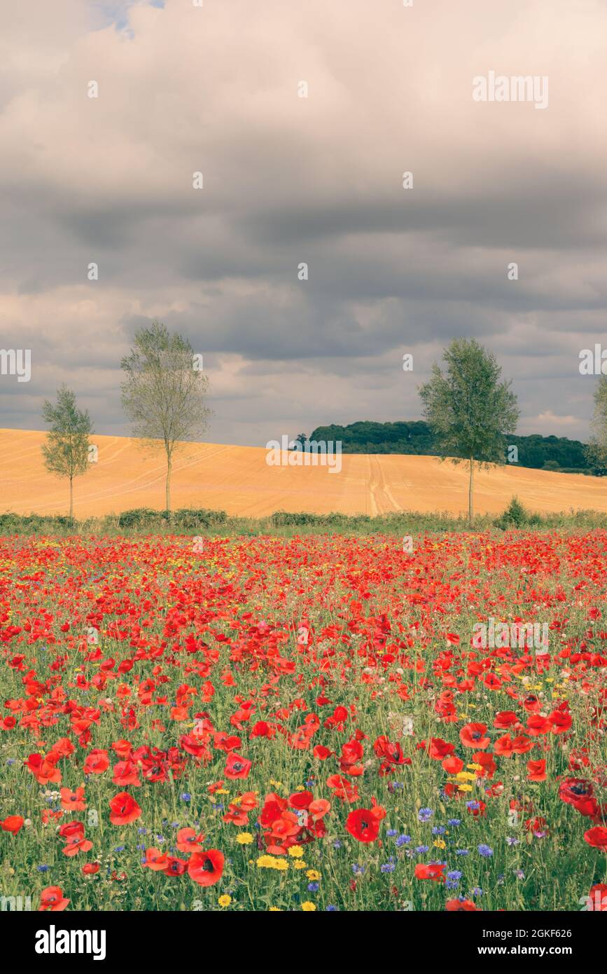 Poppy field with beautiful red poppies and flowers in a summer meadow ...