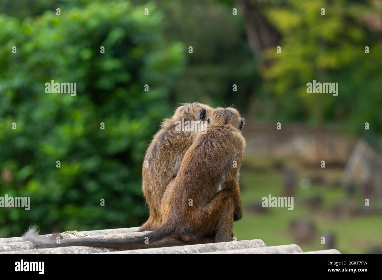 a flock of monkeys rummaging in a junkyard Stock Photo - Alamy