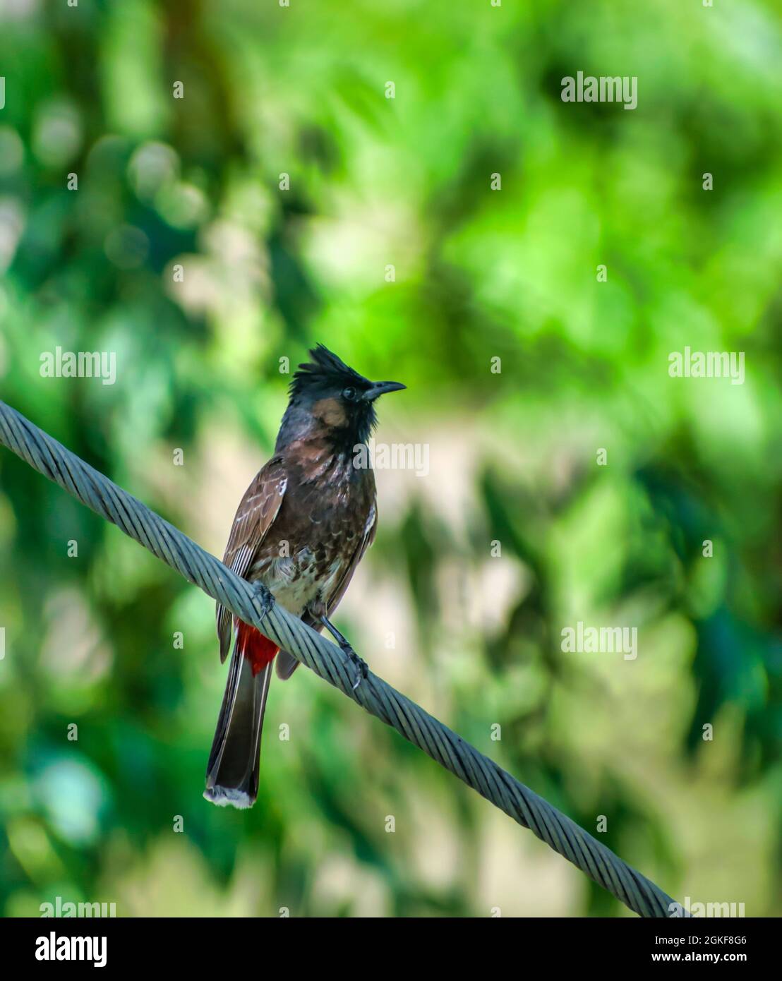 The red vented bulbul is a member of the bulbul family of passerines Stock Photo