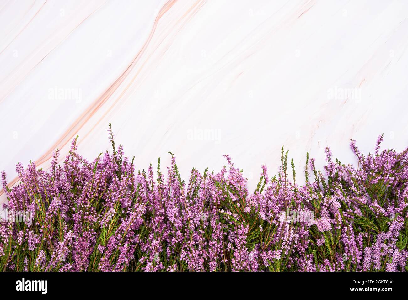 Pink Common Heather flowers border on light marble background. Copy space for text, selective focus Stock Photo