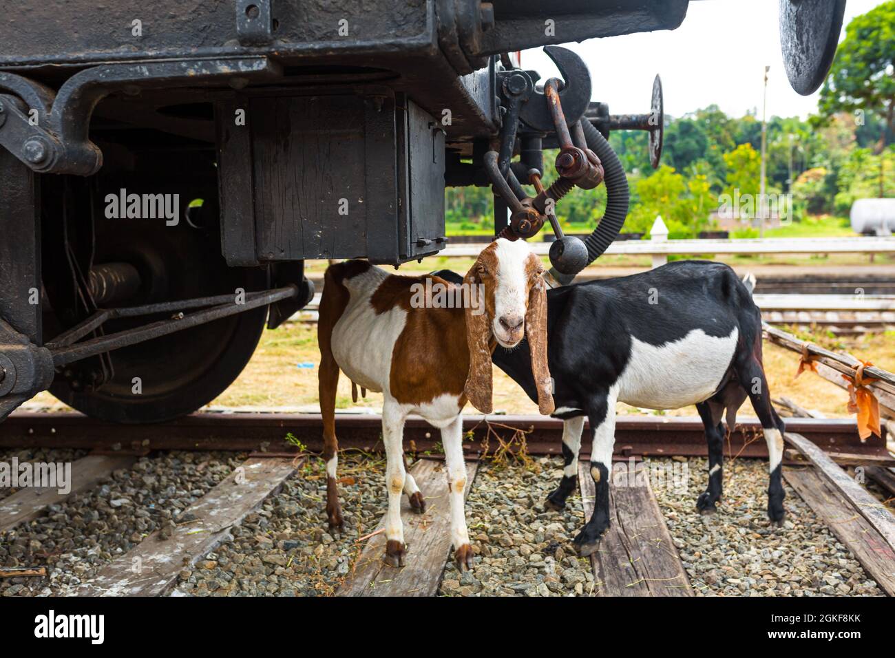 Two goats graze near the railroad. Accidents with animals on the railway. Stock Photo