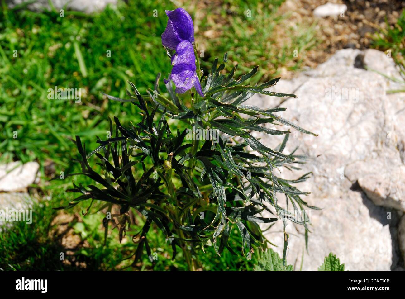 Slovenia, Julian Alps, Sella Vrata. Aconitum napellus.highly toxic flowering plant Stock Photo