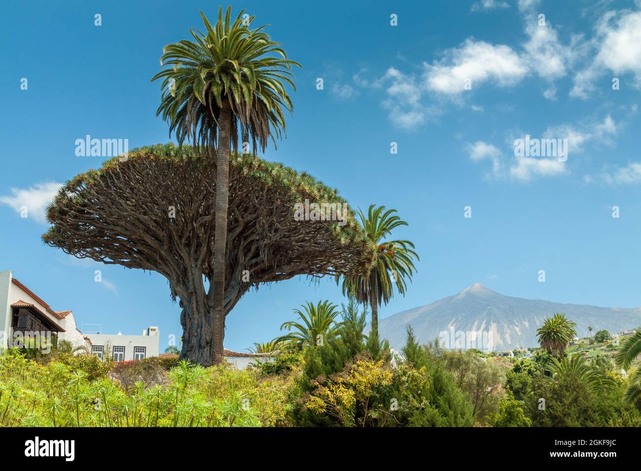 Drago of Icod with Teide volcano background Stock Photo - Alamy