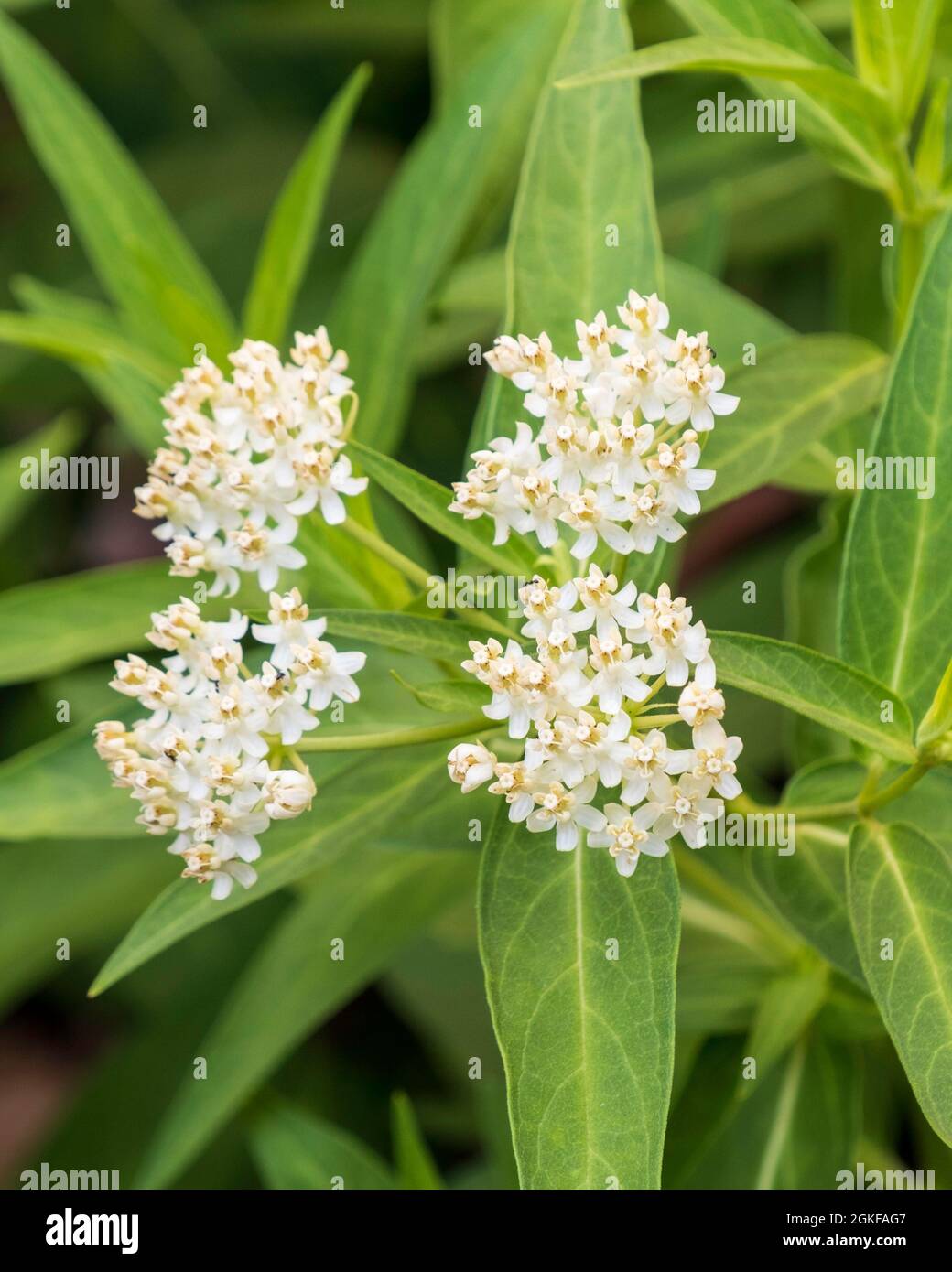 Asclepias incarnata, milkweed or butterfly weed, 'Ice Ballet', a white flowering perennial plant that hosts Monarch butterflies. Kansas, USA. Stock Photo