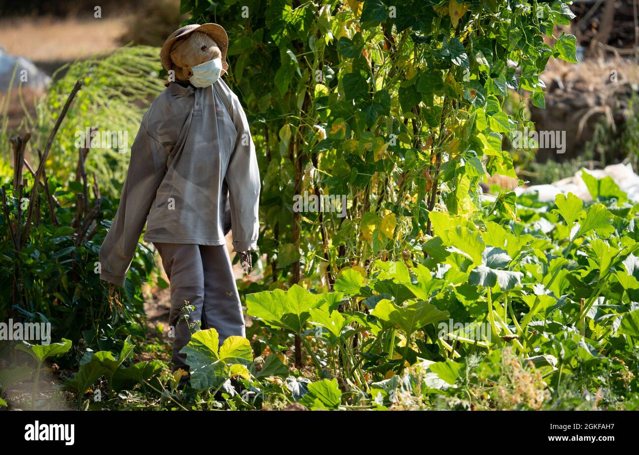 Scarecrow with mask saving the vegetable garden Stock Photo