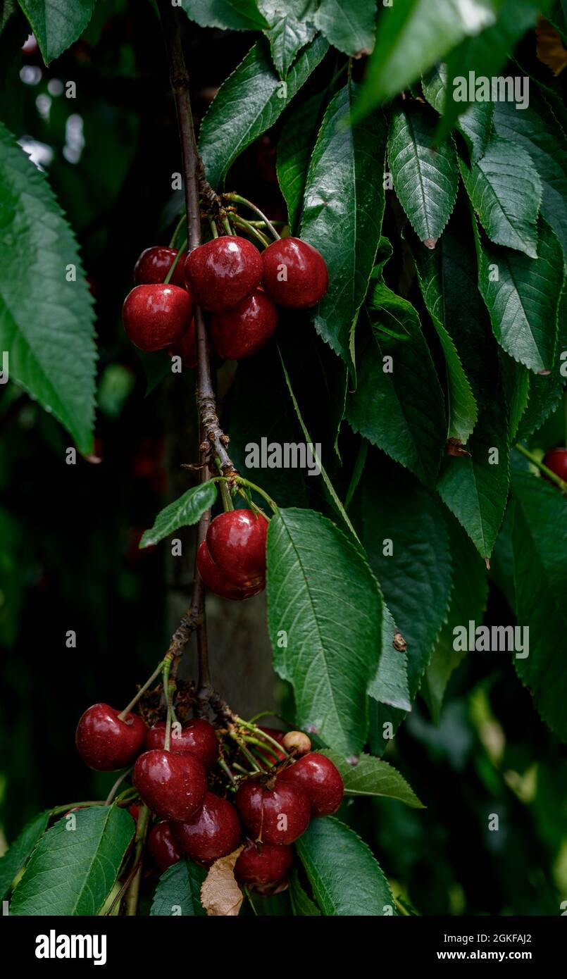 Red Cherry on a huge cherrytree, green red Stock Photo