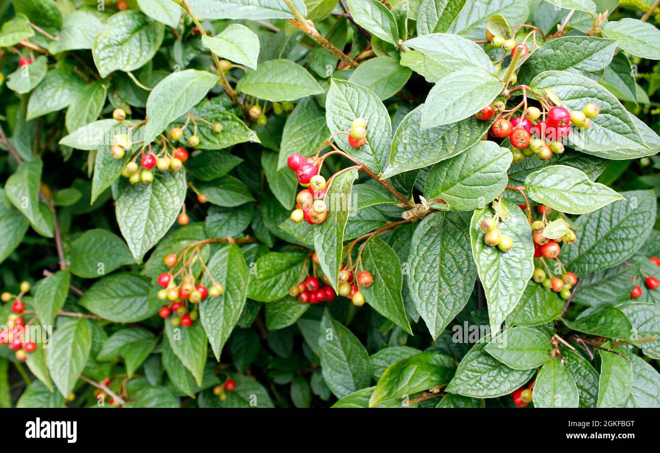 Clusters of ripening red berries on Cotoneaster lacteus evergreen shrub Stock Photo