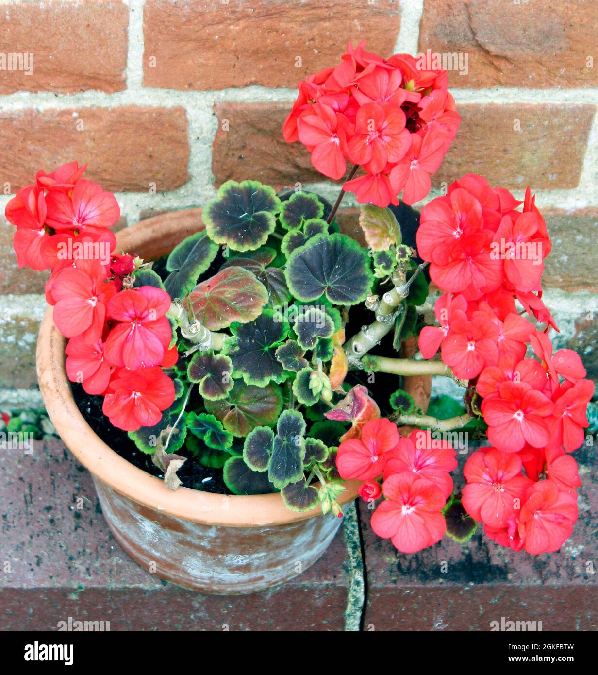 Bright red Geranium growing in a terra cotta pot Stock Photo