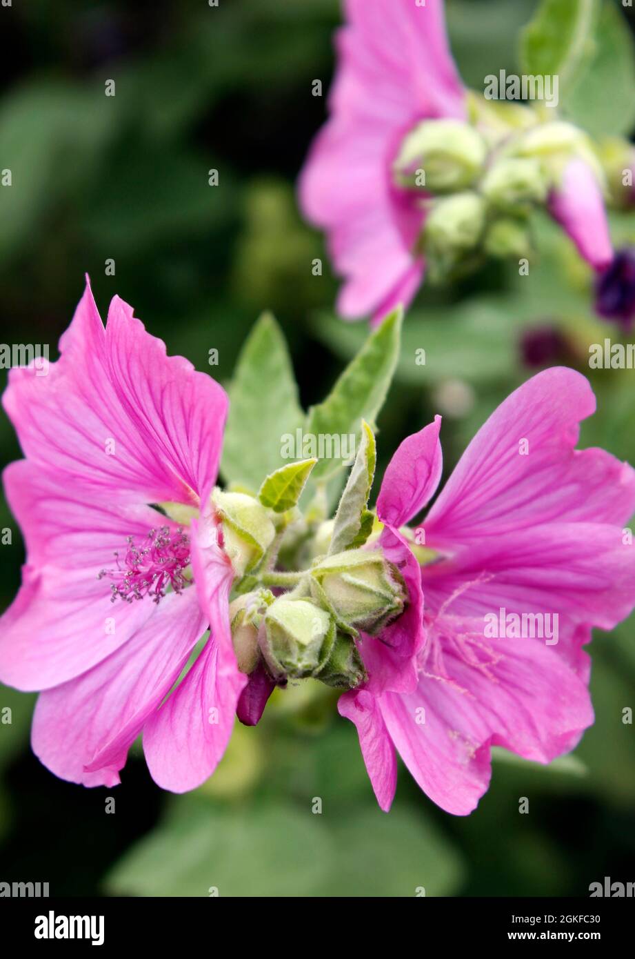 Bright pink flowers on the Lavatera x clementii Rosea (tree allow) bush Stock Photo