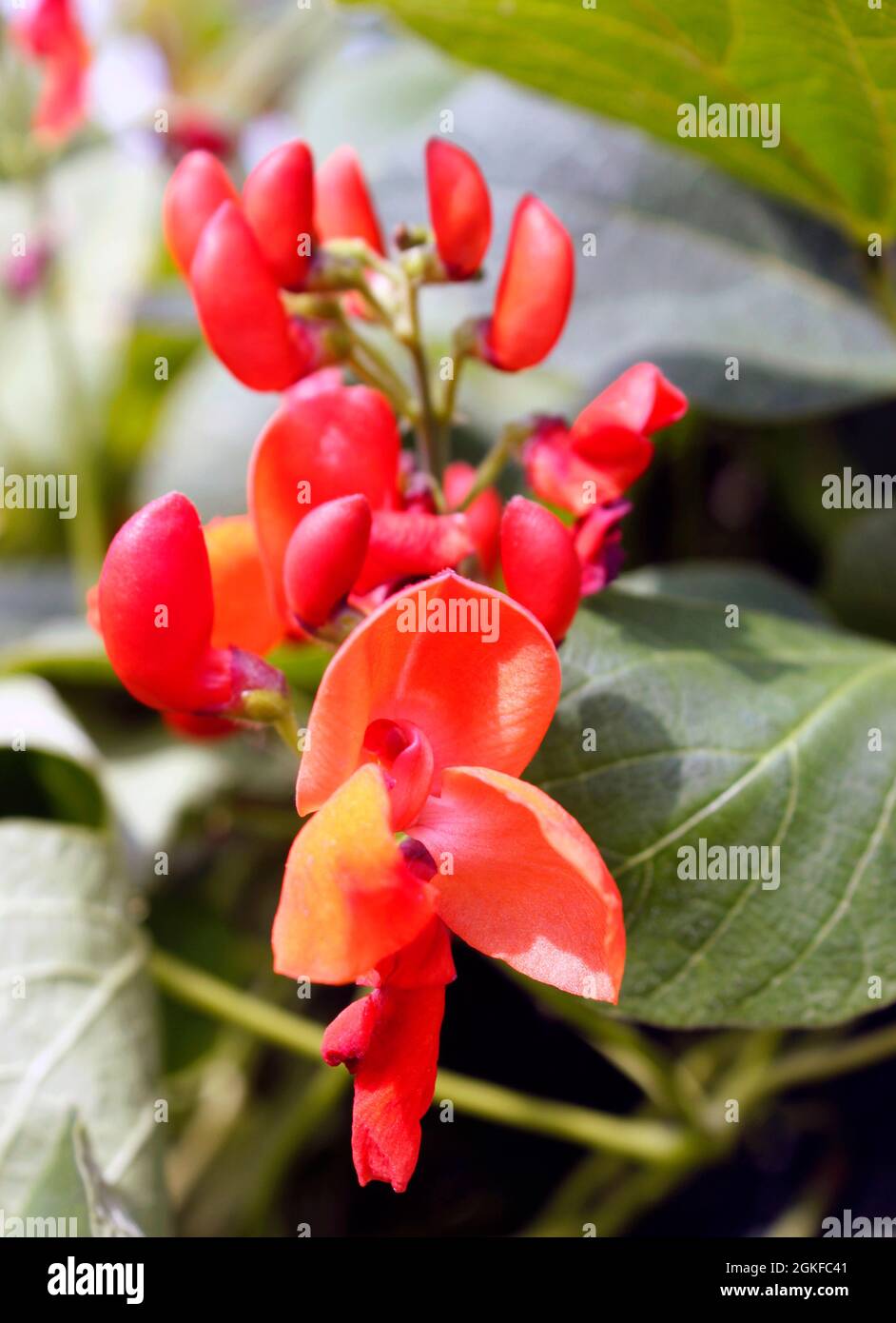 Clusters of bright red flowers growing on Scarlet Emperor (Phaseolus coccineus) runner bean plants Stock Photo