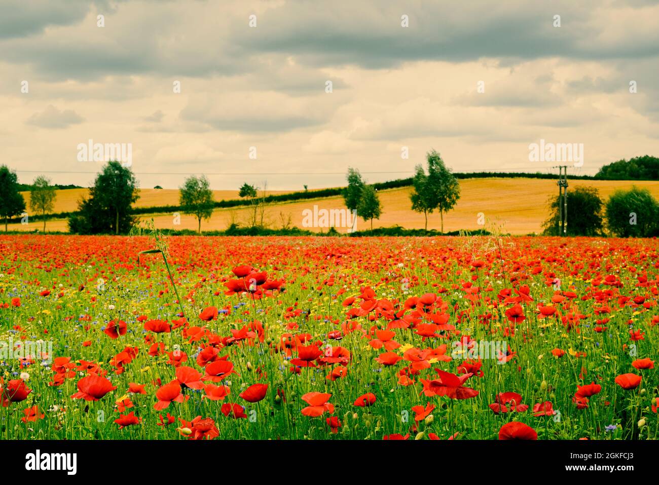 Poppy field with beautiful red poppies and flowers in a summer meadow ...