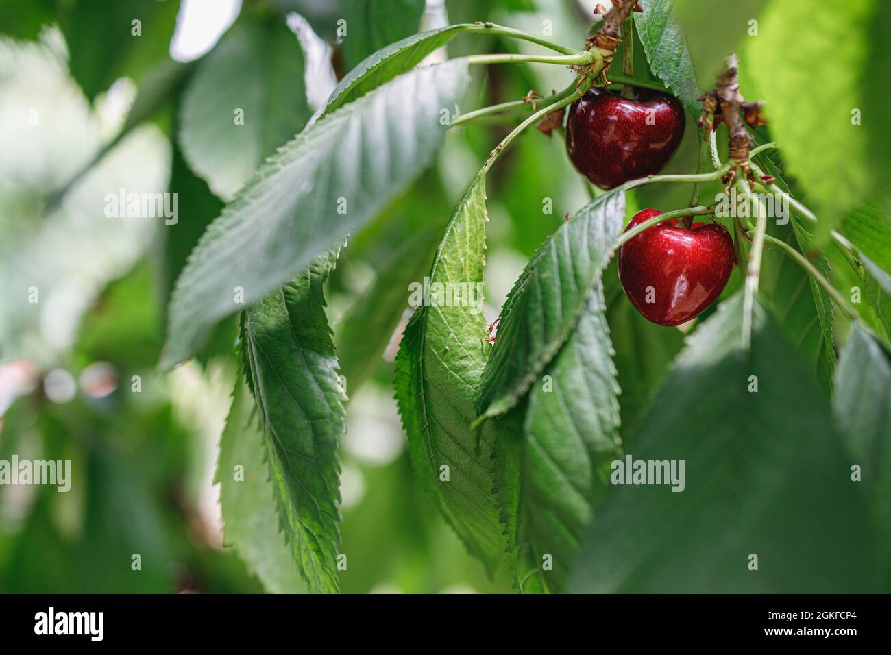 Red Cherry on a huge cherrytree, green red Stock Photo