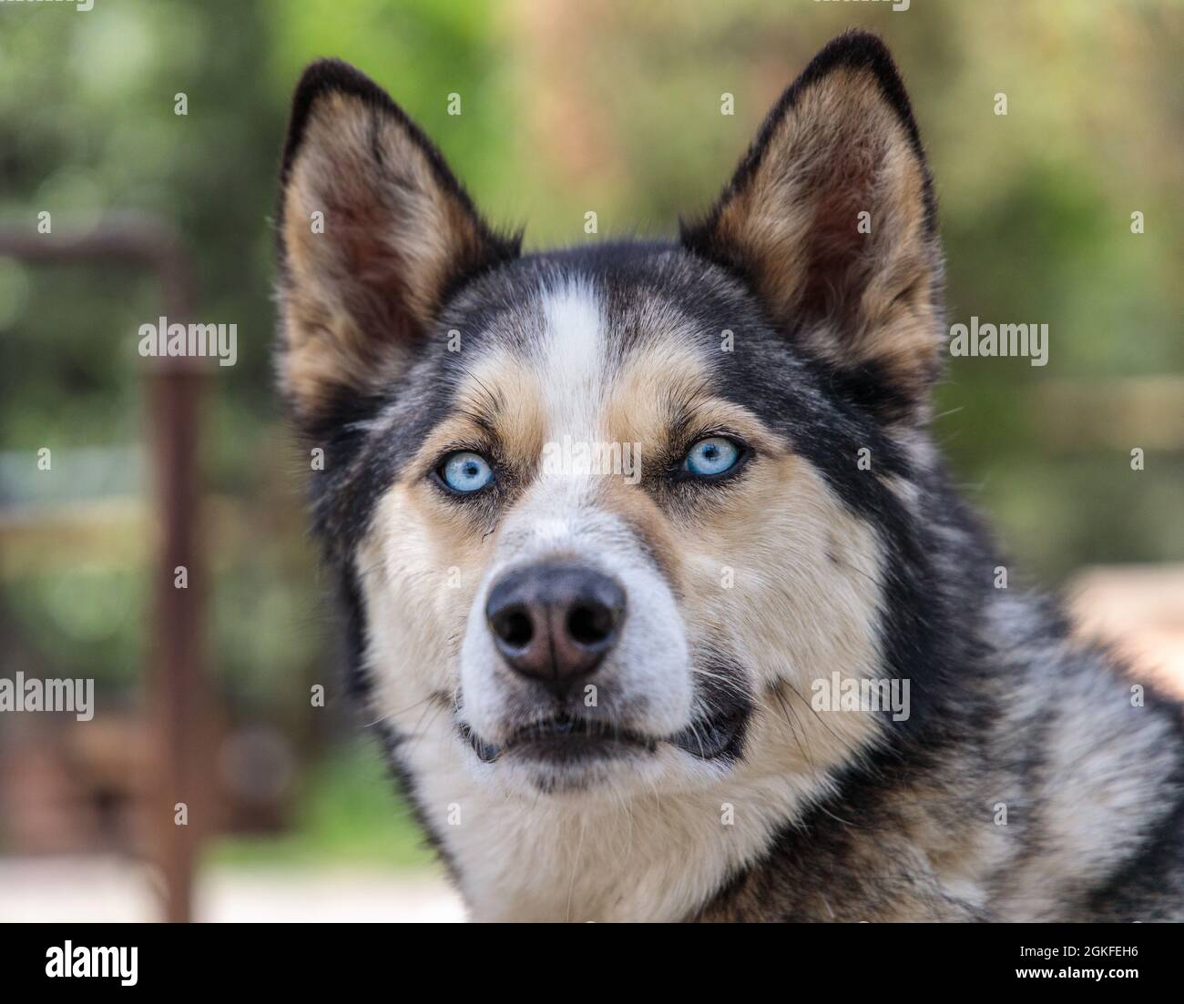 Sled dog of Denali National Park Alaska Stock Photo Alamy