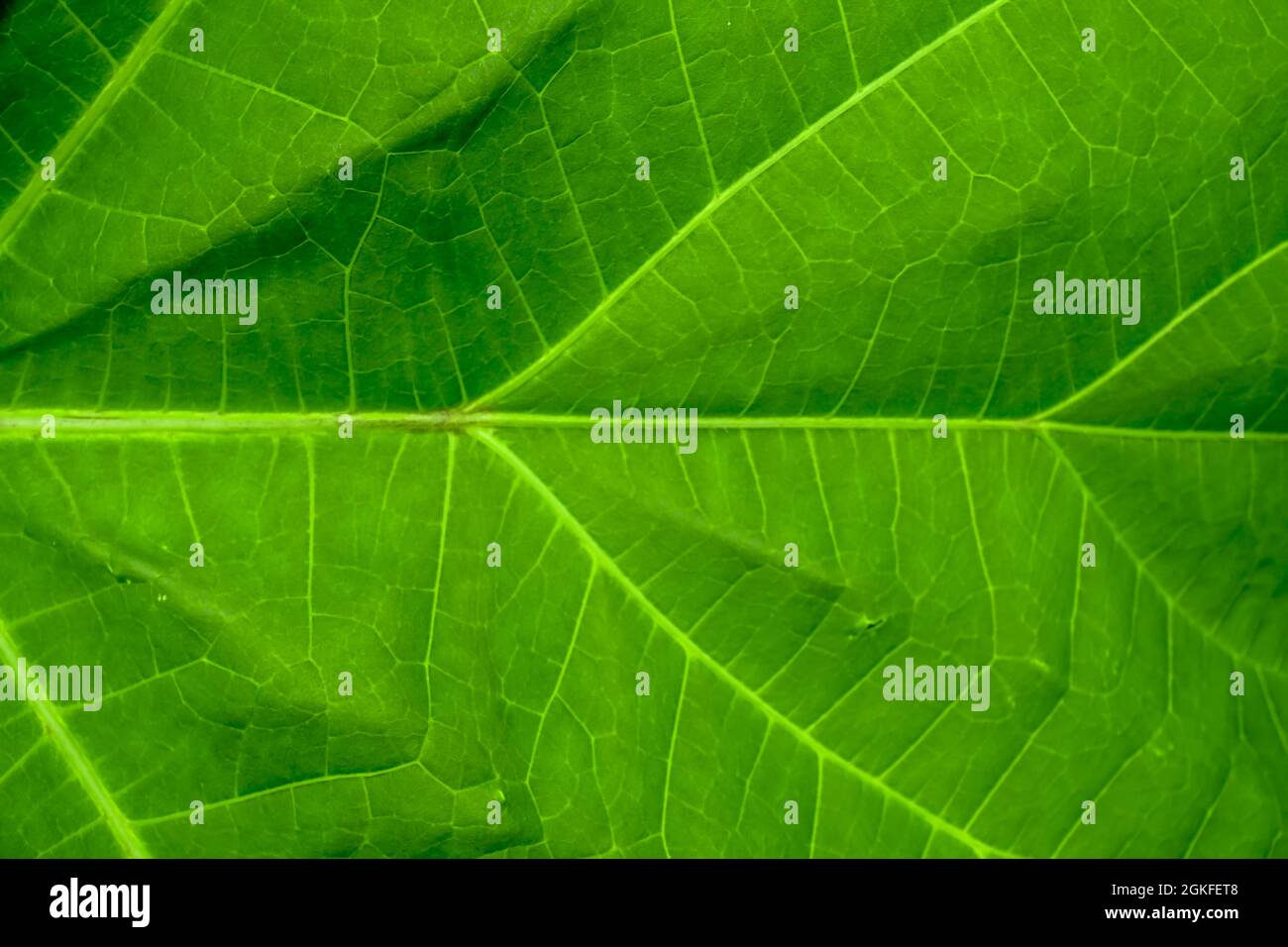close up of Green leaf texture background Stock Photo
