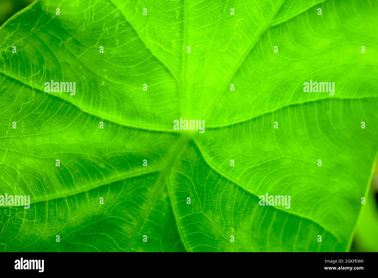 close up of Green leaf texture background Stock Photo - Alamy