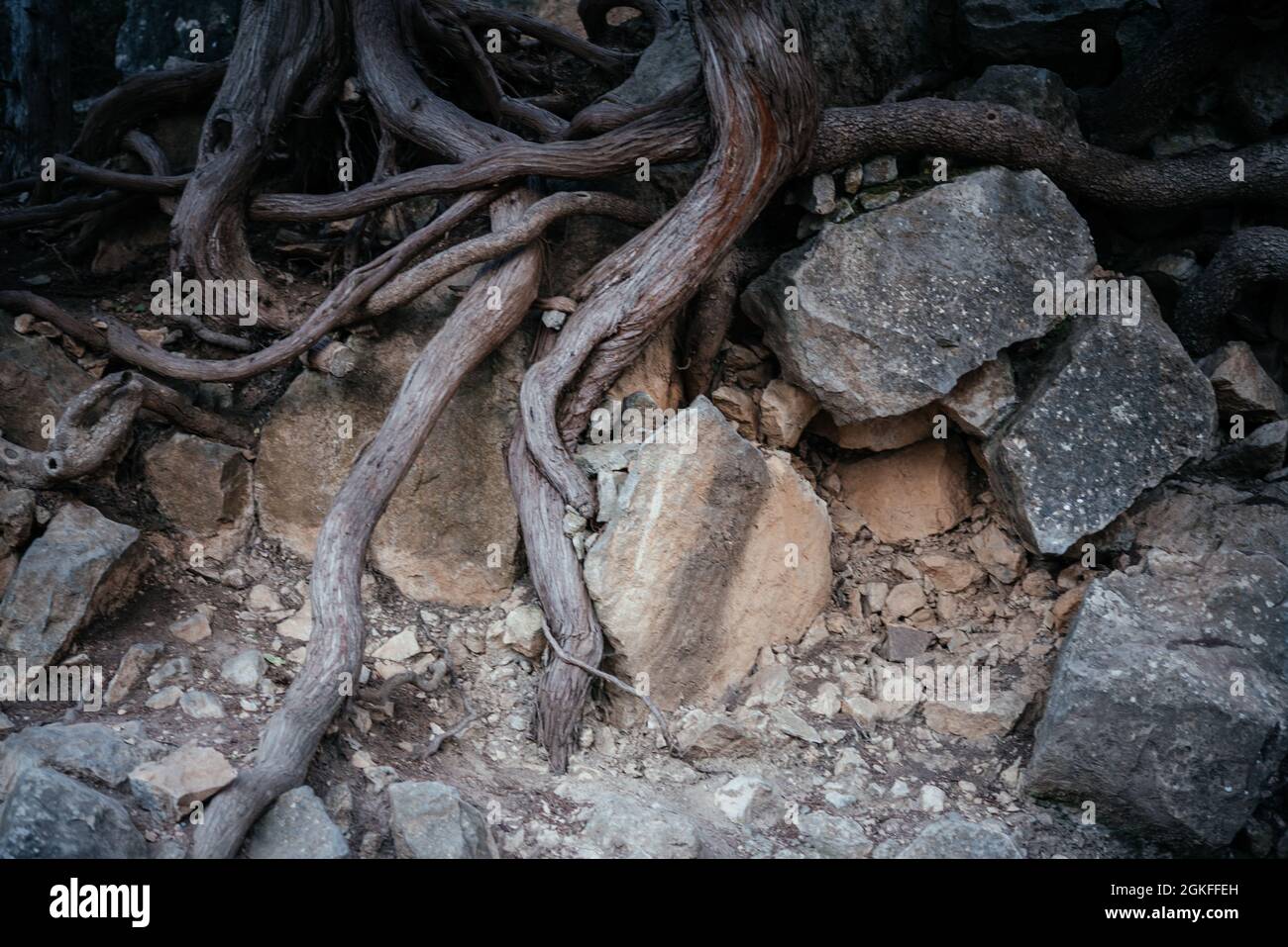 Big tree roots and rocks above the ground natural background Stock ...