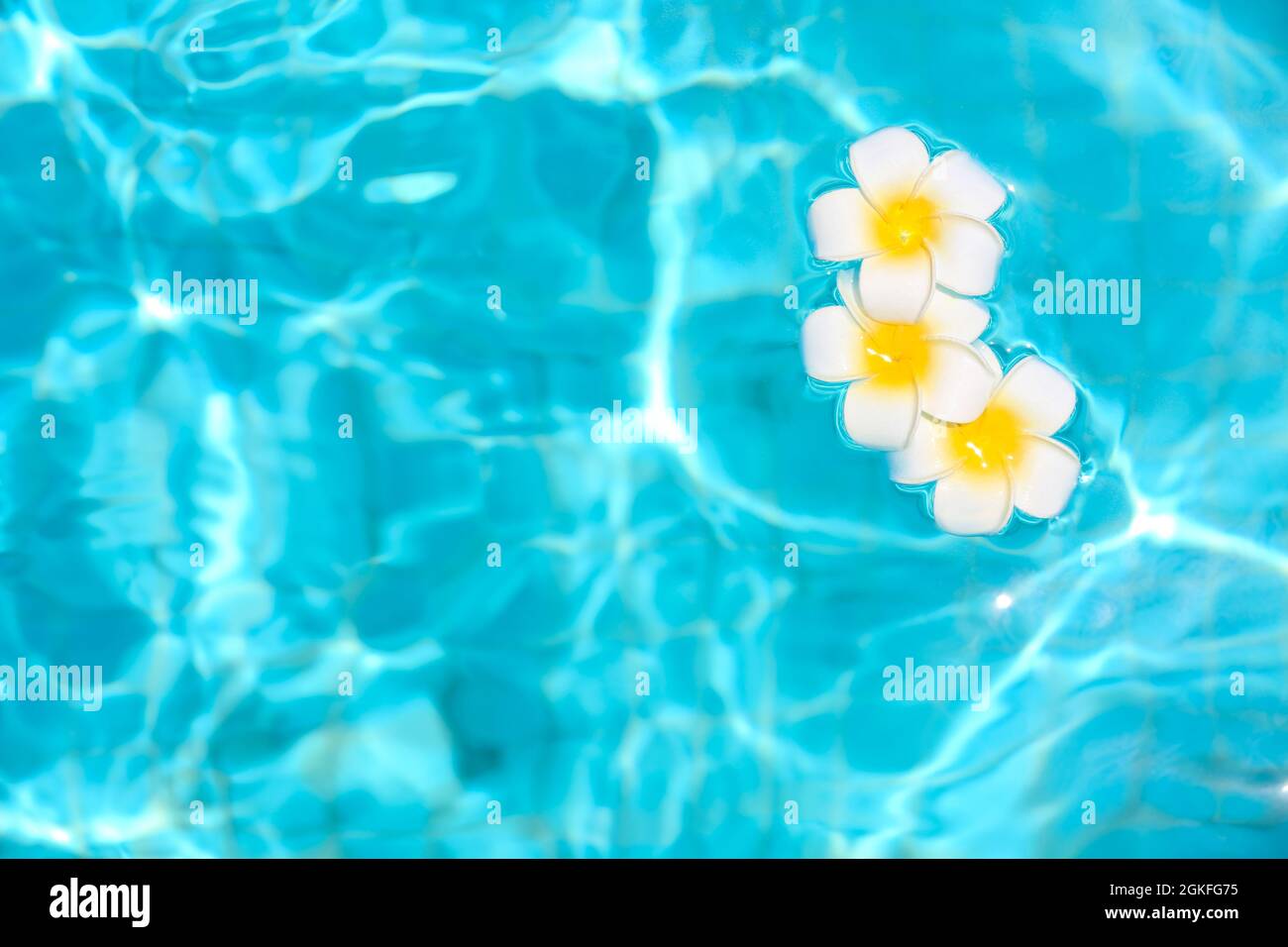 Flowers in blue clean water of swimming pool. Spa concept Stock Photo