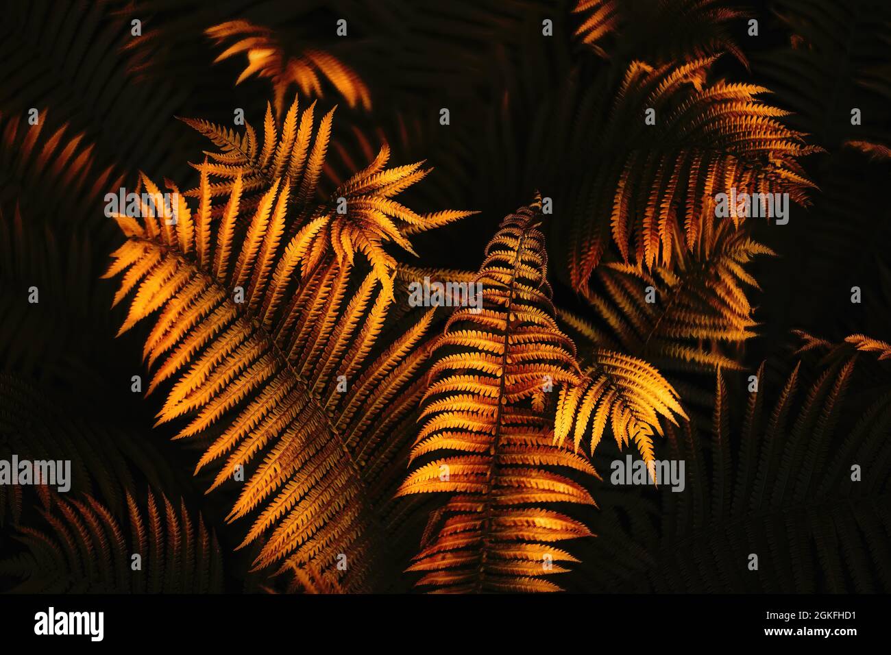 Wallpaper fern hi-res stock photography and images - Alamy