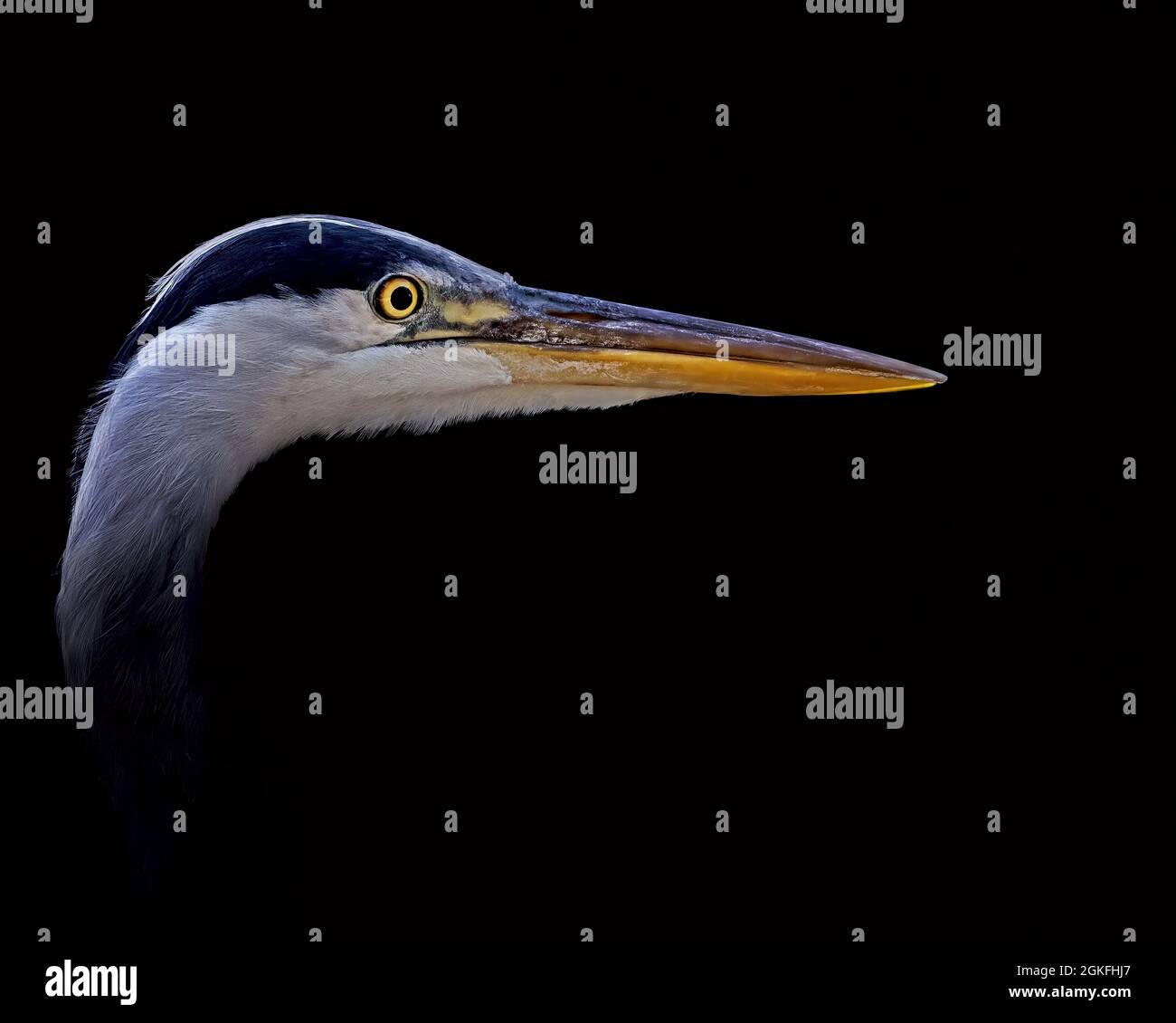 close up of the head of a grey heron,Ardea cinerea, isolated on black background Stock Photo