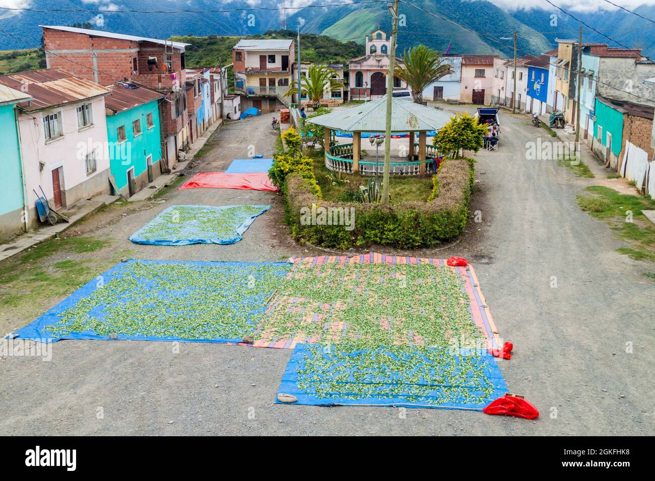 CRUZ LOMA, BOLIVIA - APRIL 30, 2015: Drying of coca leaves in Cruz Loma village near Coroico, Bolivia Stock Photo