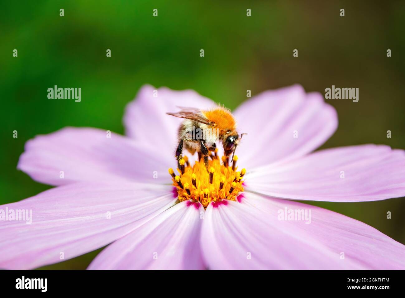 Bombus pascuorum, the common carder bee, single bumblebee on pink Cosmos flower, selective focus Stock Photo