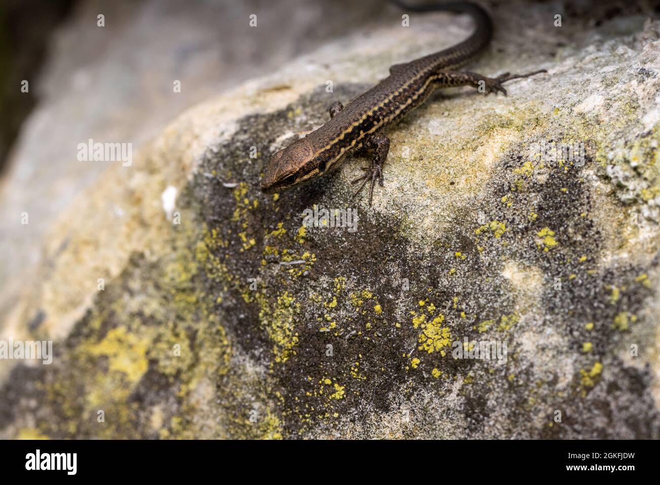 Common Wall Lizard Eat Hi res Stock Photography And Images Alamy