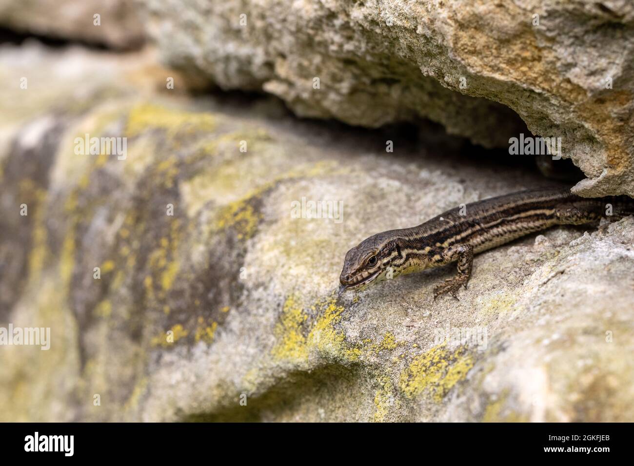 Common Wall Lizard Eat Hi res Stock Photography And Images Alamy