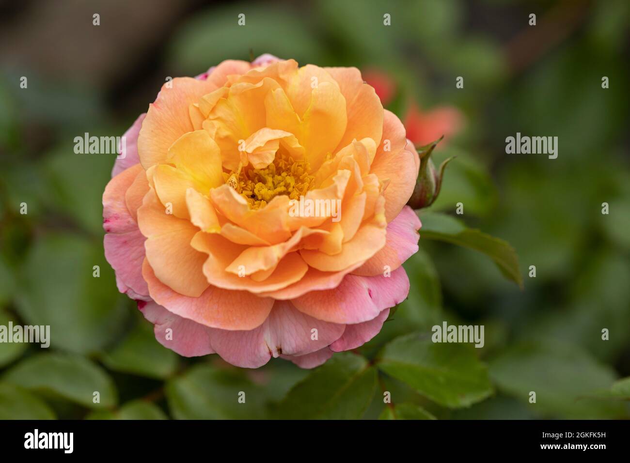 Close up of a beautiful rose with pink / orange petals called Rosa Marie Curie. A floribunda rose flowering in the UK Stock Photo